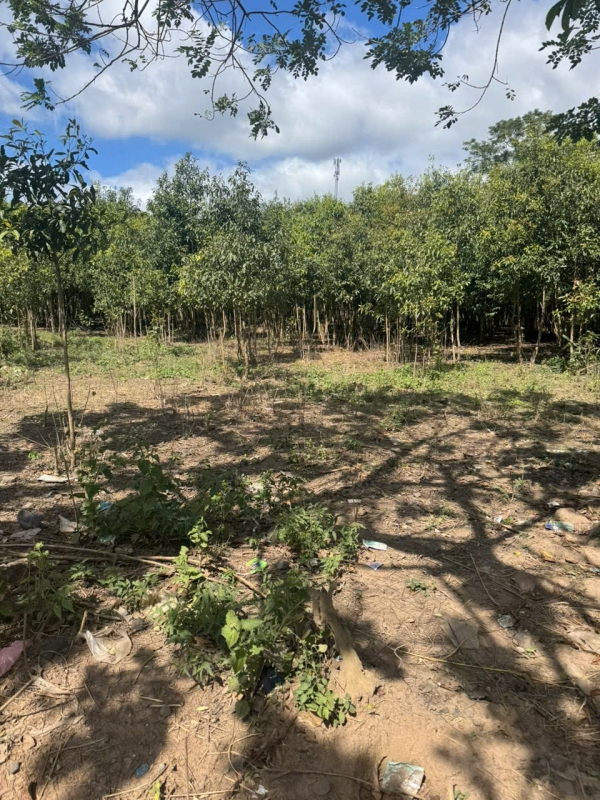 Bán đất thôn Kep ram, Xã Hòa Bình, Tp. Kon Tum ( cũ)