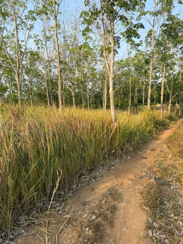 Bán đất thôn 5 xã Chưhreng, Tp. Kon Tum