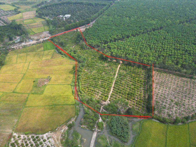 Bán rẫy cà phê xã Iachim, Tp. Kon Tum