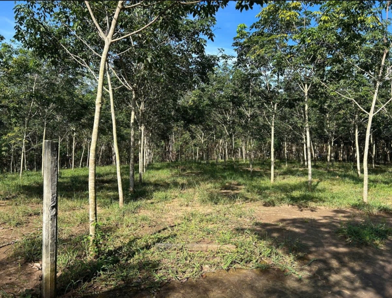 Bán 1,1ha cao su Phường Ngô Mây