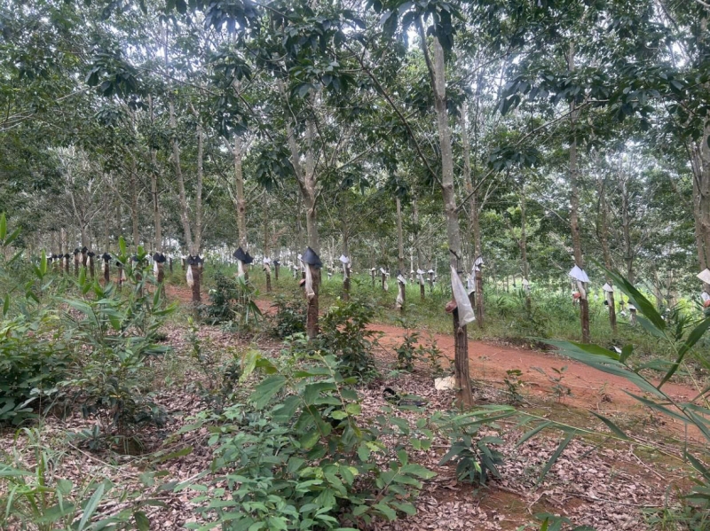 Bán rẫy cao su Ngọc Réo, Kon Tum