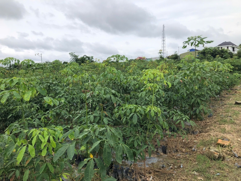 Bán đất phường Ngô Mây. TP. Kon Tum