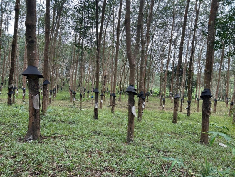 Bán rẫy cao su Thôn 4, Đắk Cấm, TP Kon Tum