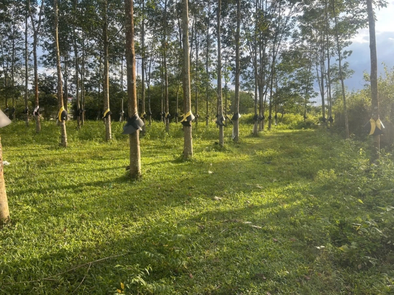 Bán rẫy cao su 1,7 sào Đắk Bla, Quảng Ngãi