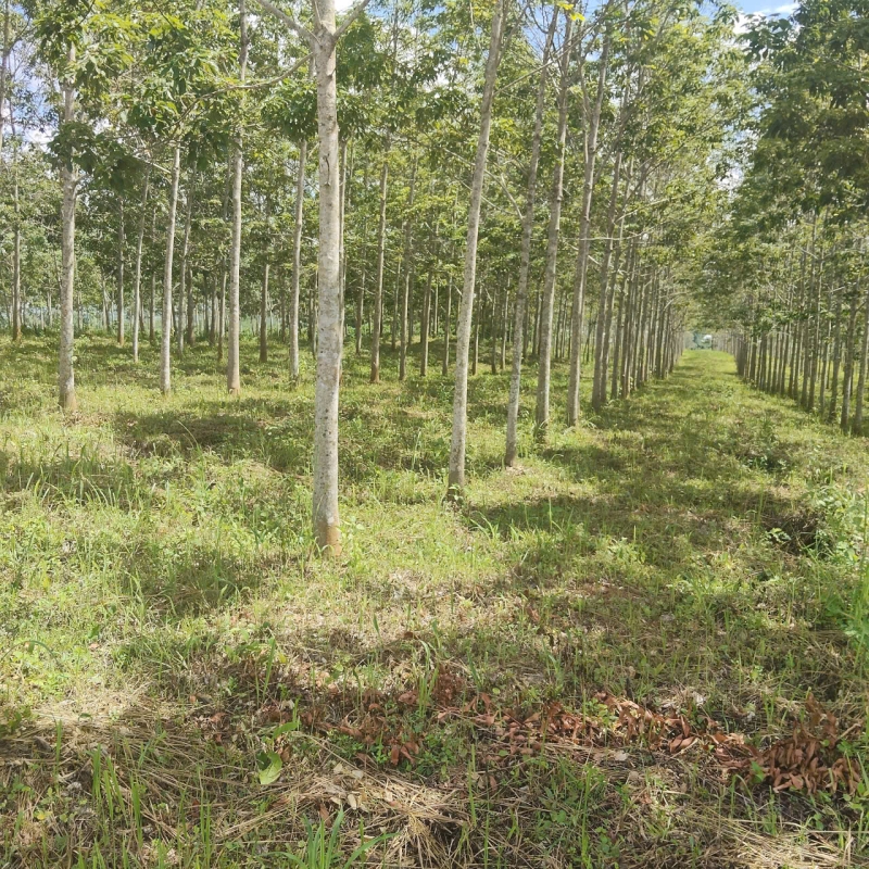 Bán 1,2ha rẫy cao su Đắk Cấm