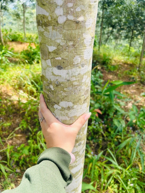 Bán 1700 cây cao su Thôn 4, Đắk Cấm